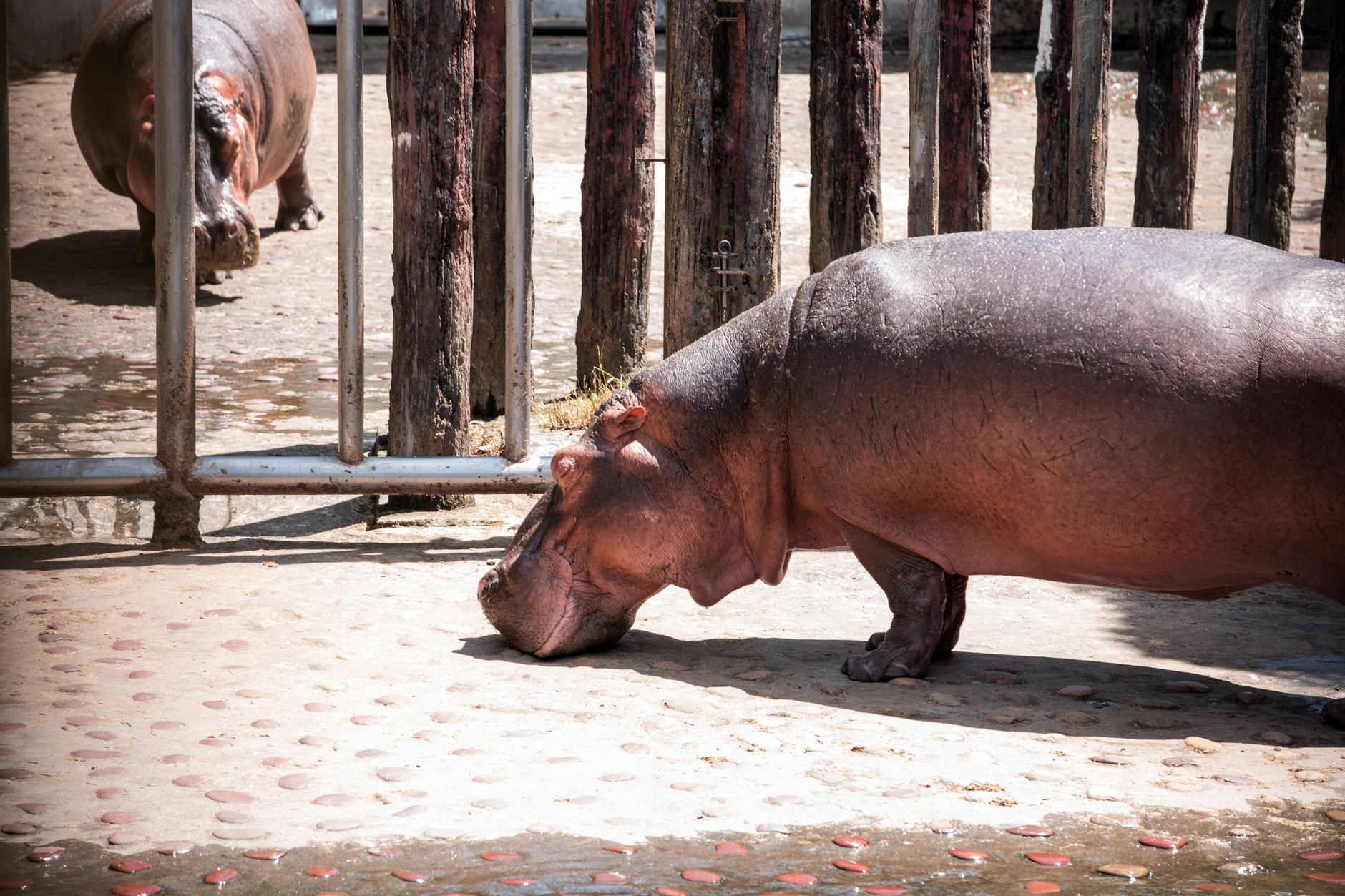Colombia's rogue hippos could find refuge in India