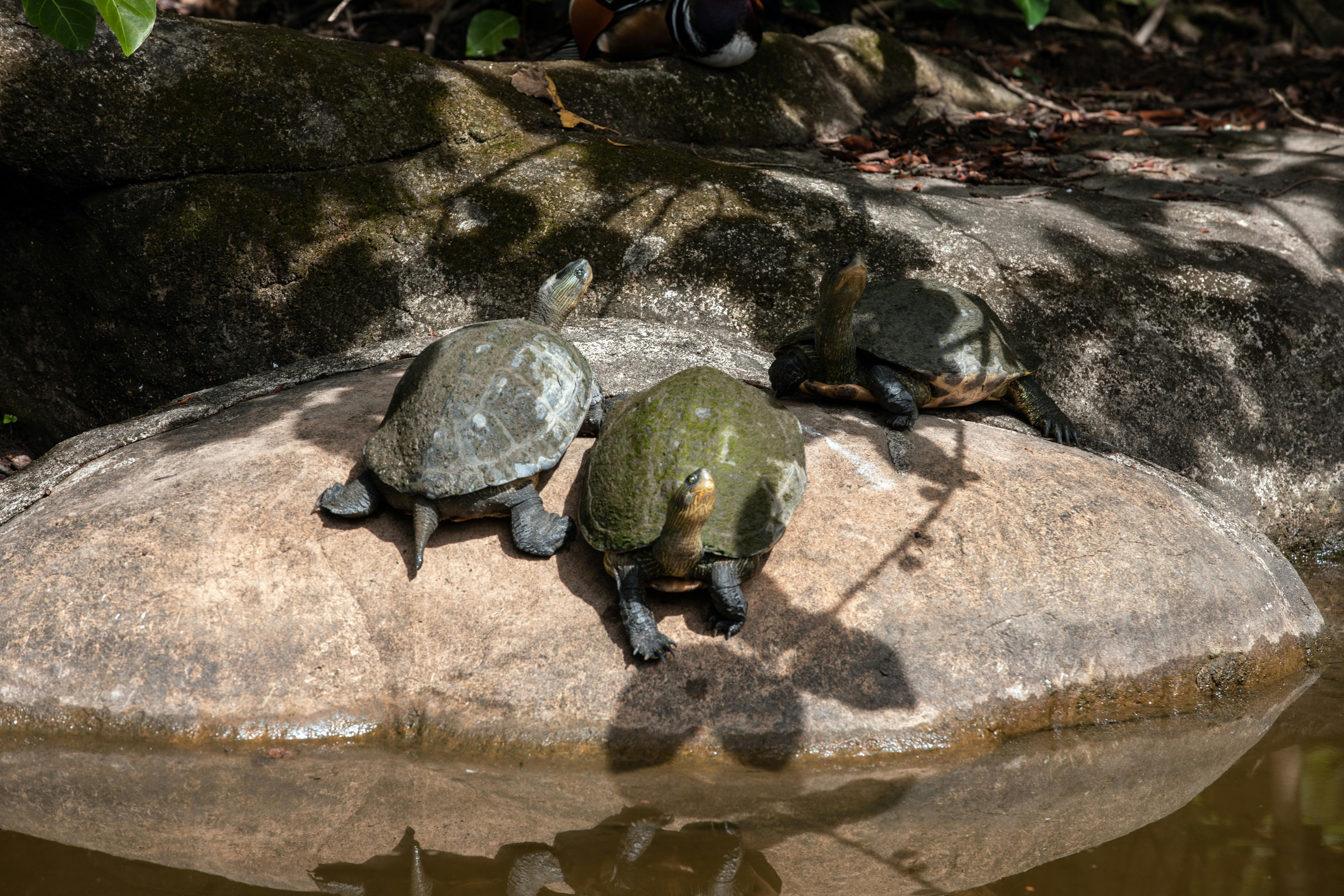 Turtles Basking on Rocks in Taipei Park · Free Stock Photo