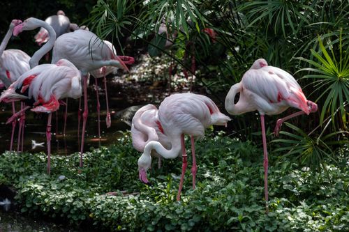 Free A group of flamingos standing gracefully among lush greenery at Taipei Zoo, Taiwan. Stock Photo