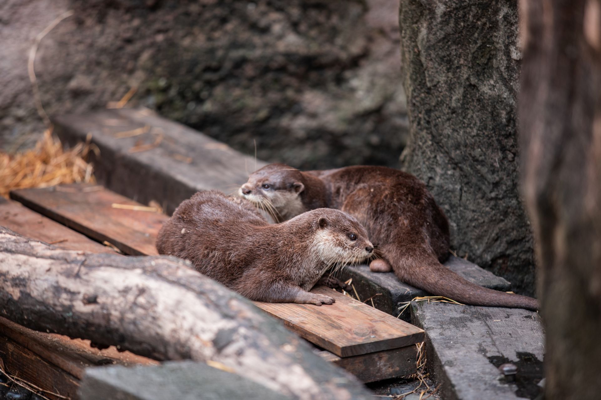 Two Asian small-clawed otters lying on wooden planks in a zoo setting. Calm and natural scenery.