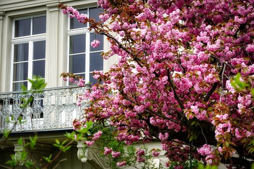 Free A beautiful cherry blossom tree in full bloom next to a traditional elegant balcony. Stock Photo
