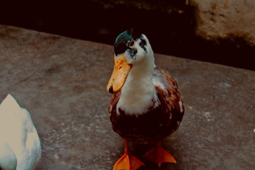 Free stock photo of bird, duck, marine wildlife Stock Photo
