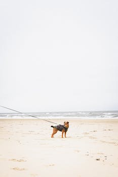 An adorable small dog on a leash stands on a vast sandy beach with the ocean in the background.