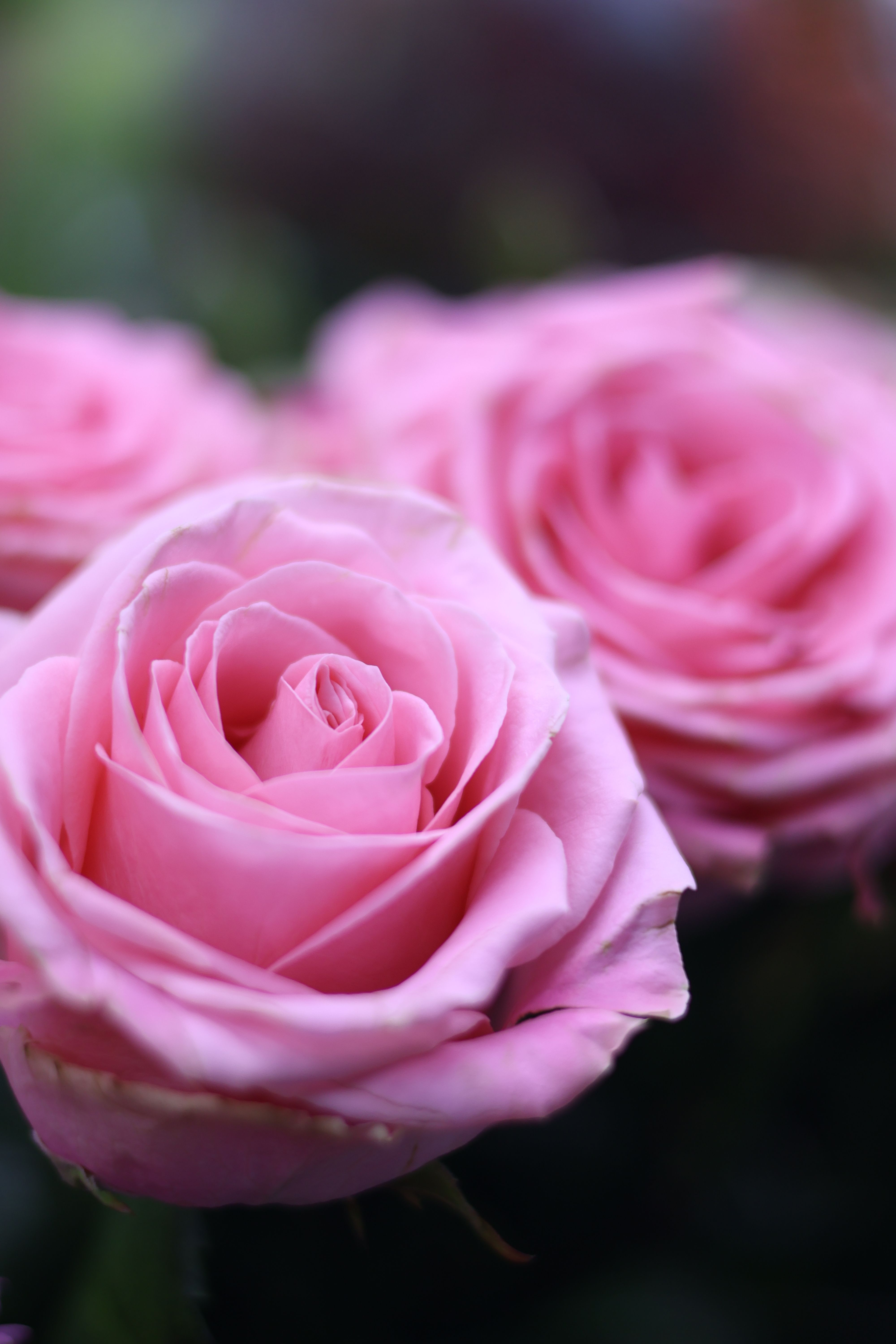 Close-up of Beautiful Pink Roses in Bloom · Free Stock Photo
