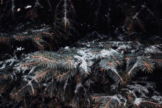 Close-up of snow-covered pine branches showcasing winter's beauty and tranquility.