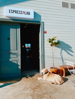 Golden retriever resting outside Espresso Lab entrance on a sunny day.
