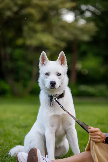 goberian dog breed