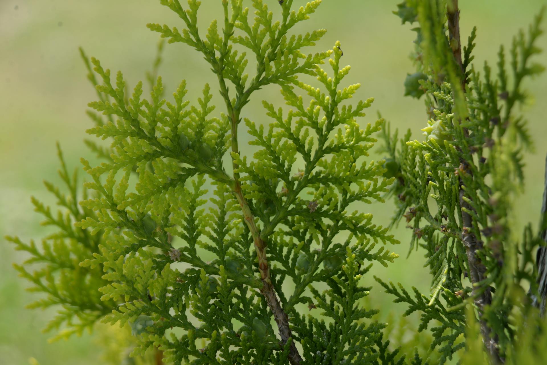 Detailed close-up of lush green cypress branches with a natural blurred background captures Antalya's flora.