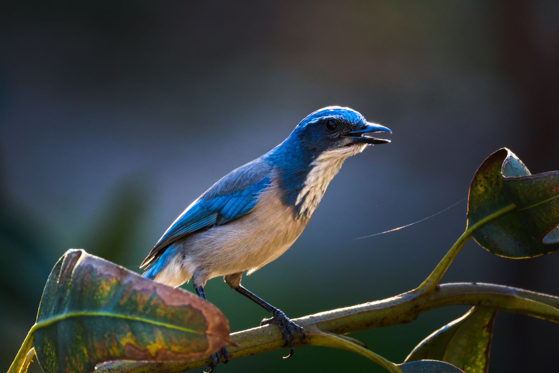 Detailed photograph of a blue jay perched on a leafy branch against a blurred background.