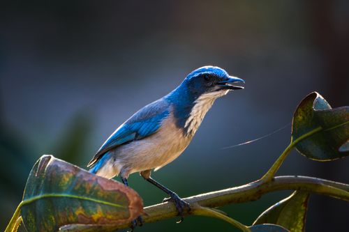 Free Detailed photograph of a blue jay perched on a leafy branch against a blurred background. Stock Photo