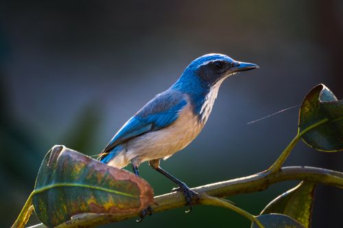 Free A vibrant bluebird sits gracefully on a branch, surrounded by lush foliage. Stock Photo