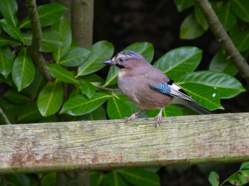 Free A vibrant Eurasian Jay sits on a fence against lush green foliage, showcasing its blue wing feathers. Stock Photo