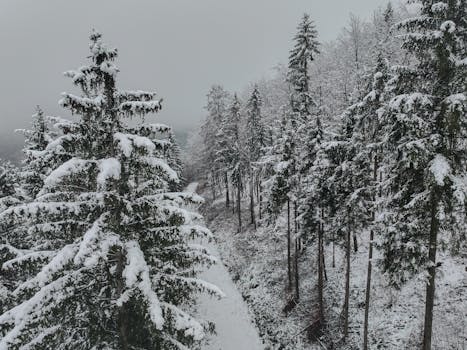 A serene winter aerial view of snow-blanketed trees in Lilienfeld forest, Austria.