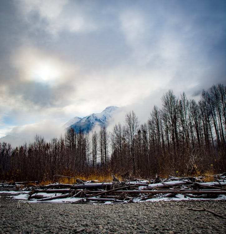 Free Tree Field Under Cloudy Sky Stock Photo