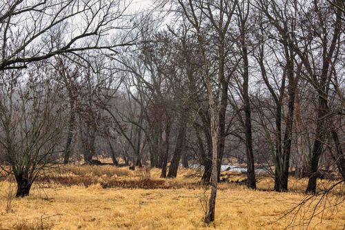 Free Calm autumn landscape with bare trees and golden grass in Nelson, Wisconsin. Stock Photo