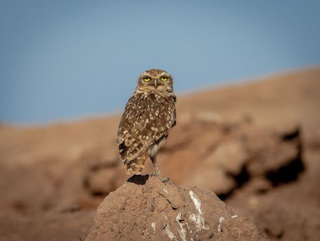 Burrowing owl perched on rock in the arid landscape of Tarapacá, Chile, with clear blue sky.