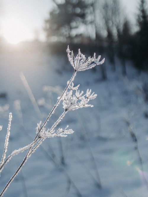 Free Delicate frost-tipped plant glistening in the morning sun, capturing the essence of winter. Stock Photo