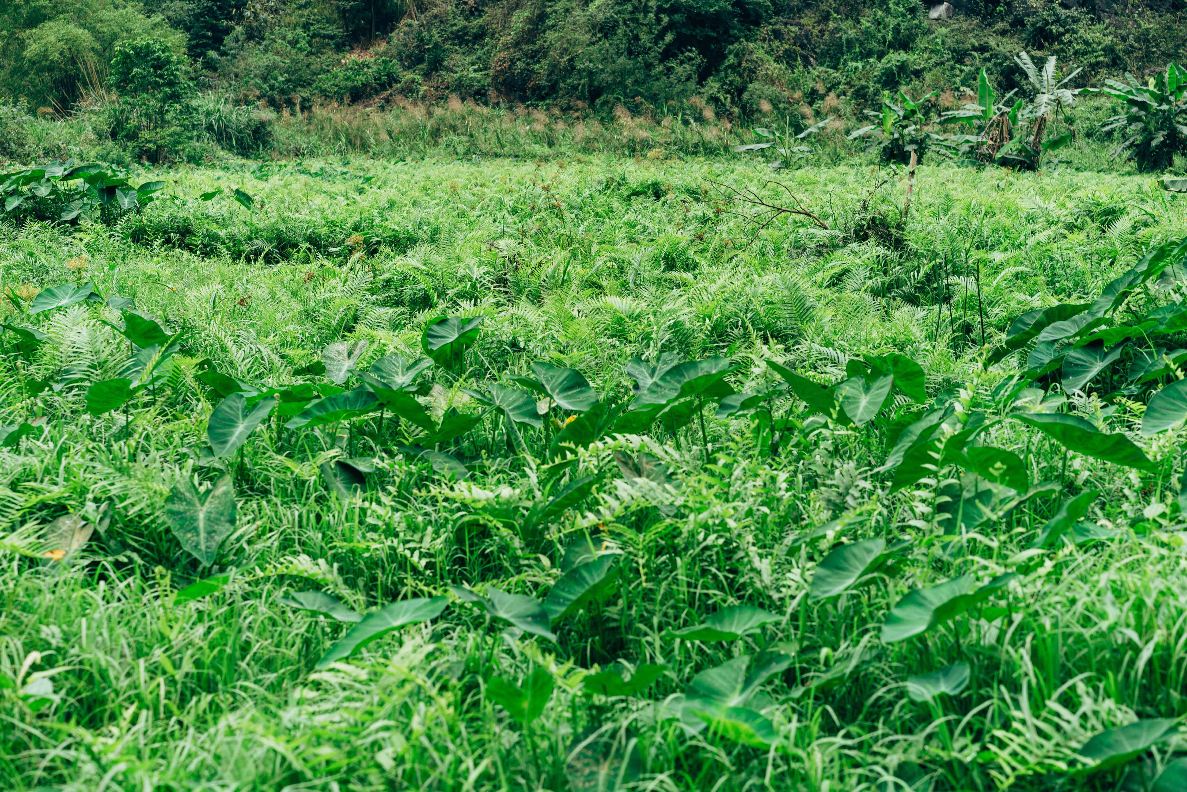 Green Bushes on Farm · Free Stock Photo