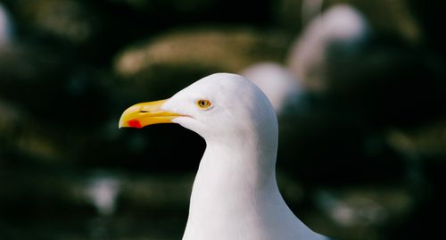 Free Detailed side profile of a seagull in San Diego with a blurred backdrop. Stock Photo