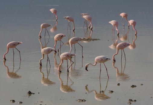 A flock of lesser flamingos feeding in Kajiado County, Kenya.