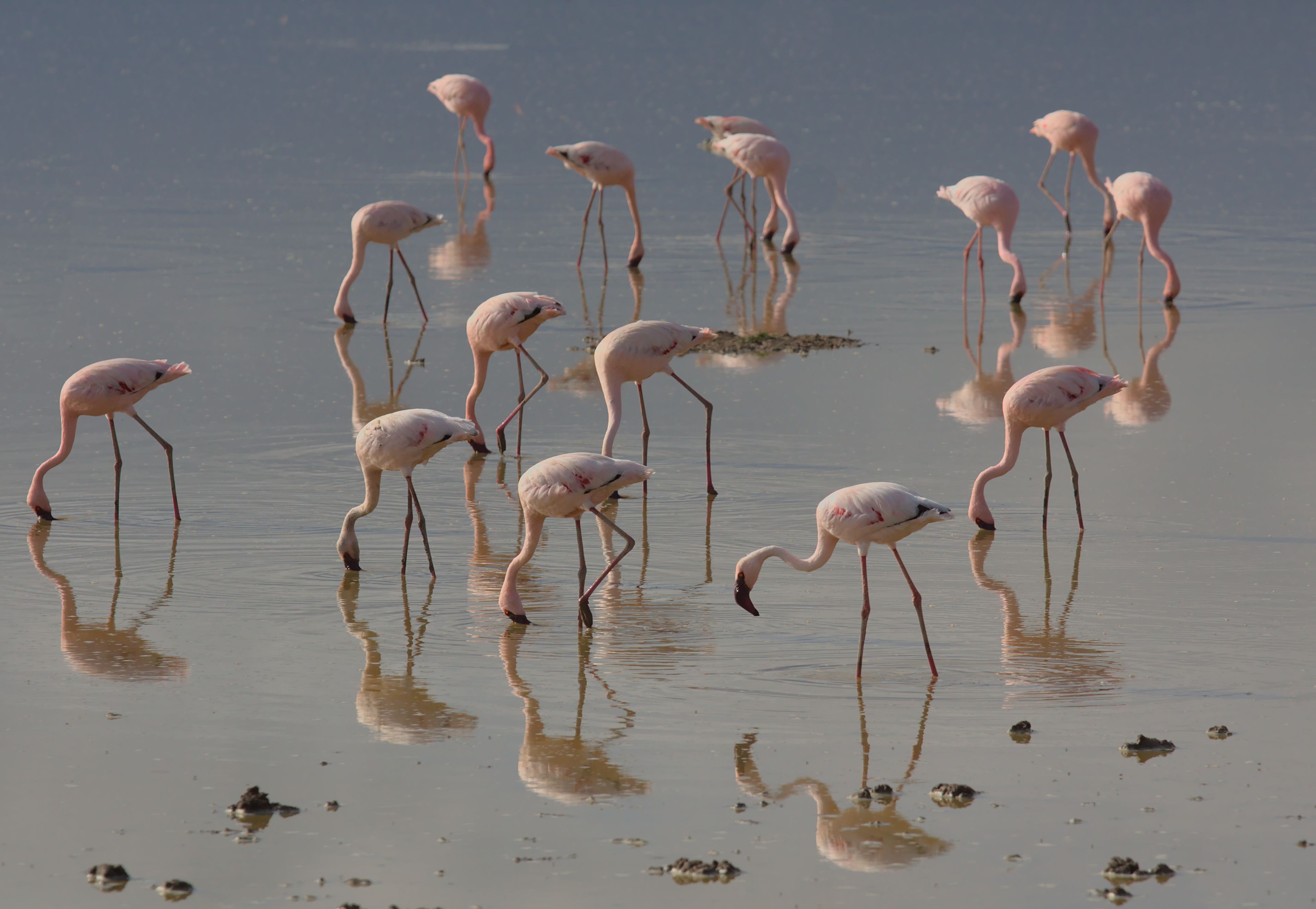 Doñana National Park, Spain — Europe's edge, slowly dissolving into water