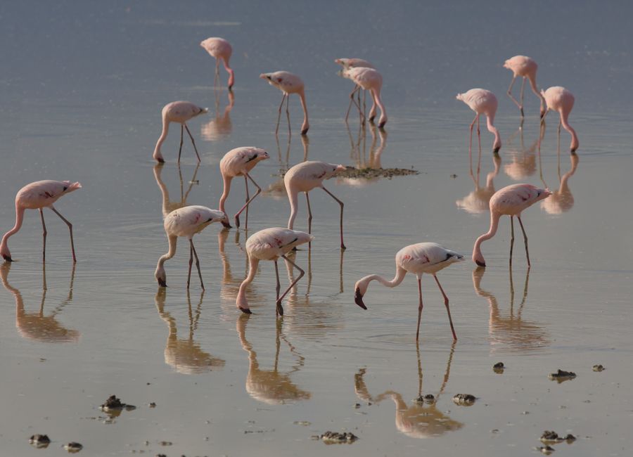 Amboseli, Kenya — sights worth exploring · stay connected with a Amboseli eSIM from My Holiday SIM