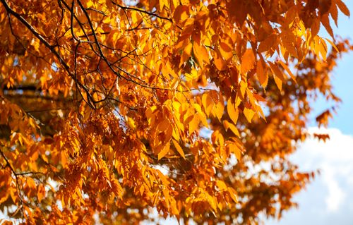 Free Bright orange autumn leaves in sunlight, capturing the essence of fall. Stock Photo