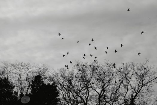 Blackbirds soar above leafless trees on a cloudy winter day.