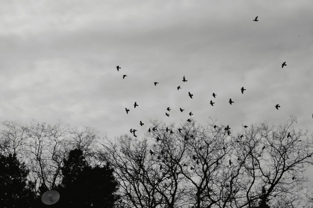 blackbirds soar above leafless trees on a cloudy winter day