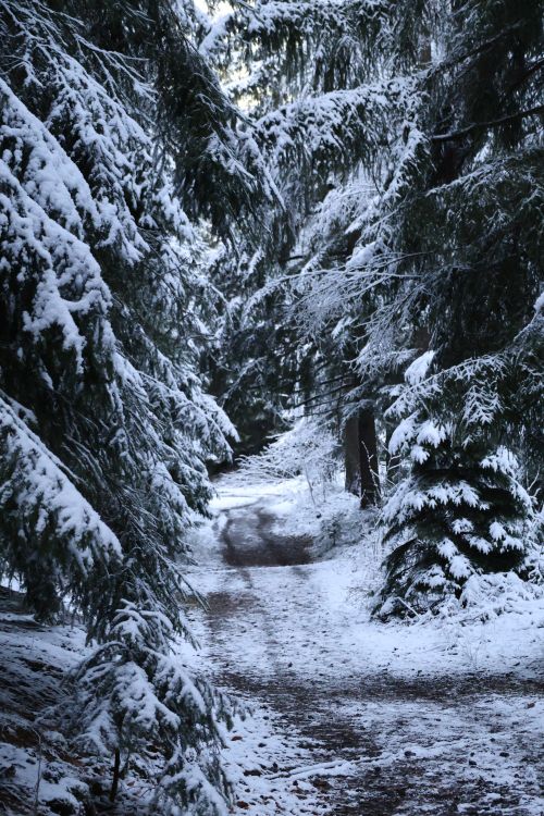 Free A tranquil forest path covered in snow, surrounded by evergreen trees in winter. Stock Photo