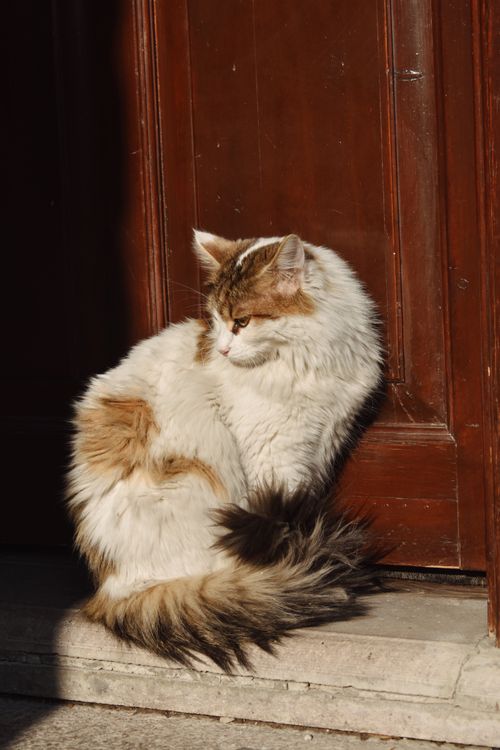 Free Portrait of a fluffy cat sitting by a wooden door in sunlight. Stock Photo