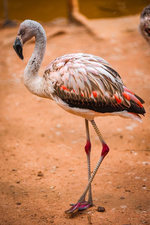 Free A graceful flamingo with vibrant plumage stands on sandy ground, showcasing its elegance. Stock Photo
