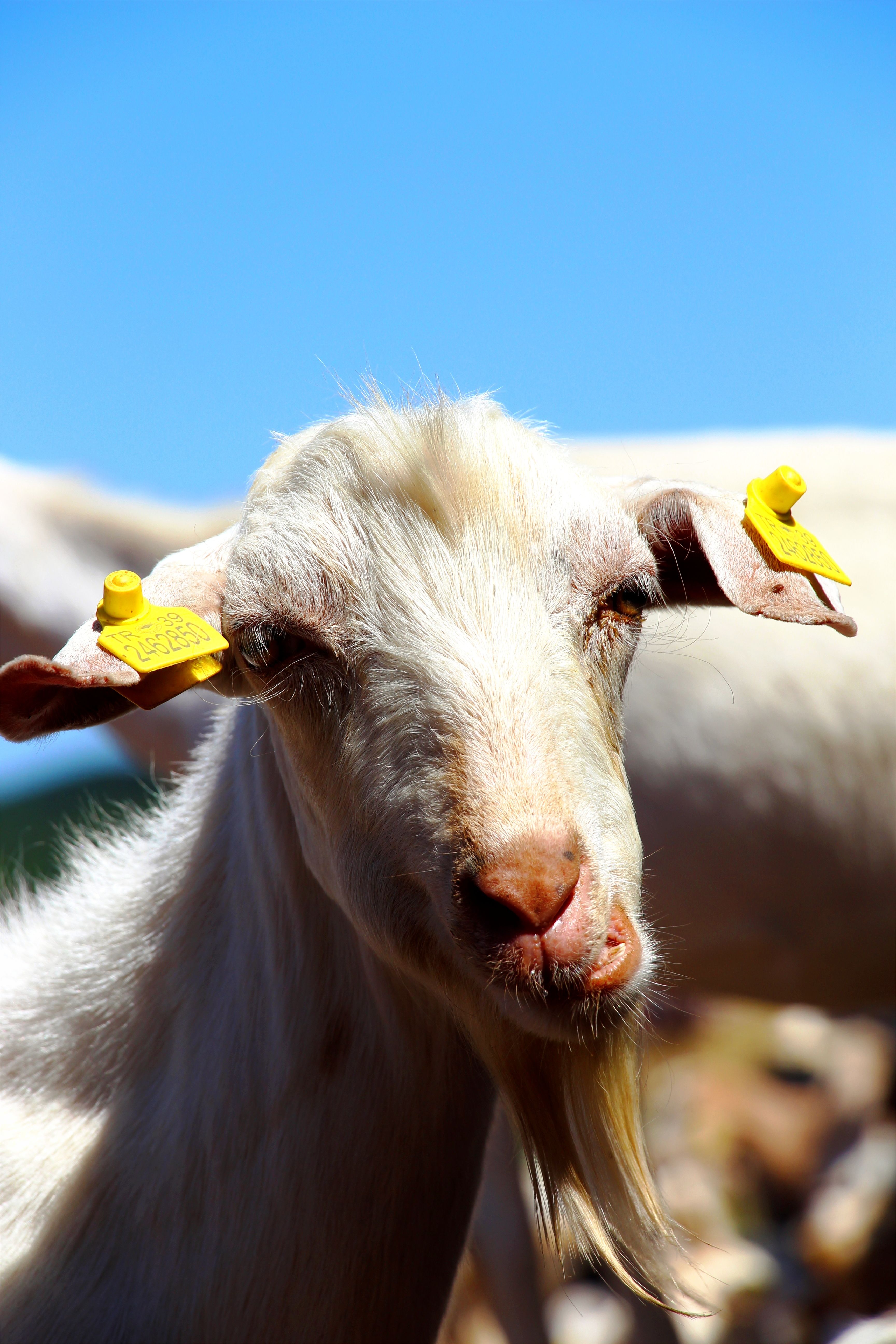 Portrait of a white goat with yellow ear tags in Çayırdere, Kırklareli, Türkiye on a sunny day.