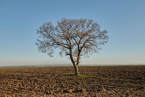 Free A solitary tree stands in a barren landscape under a clear blue sky, symbolizing resilience. Stock Photo