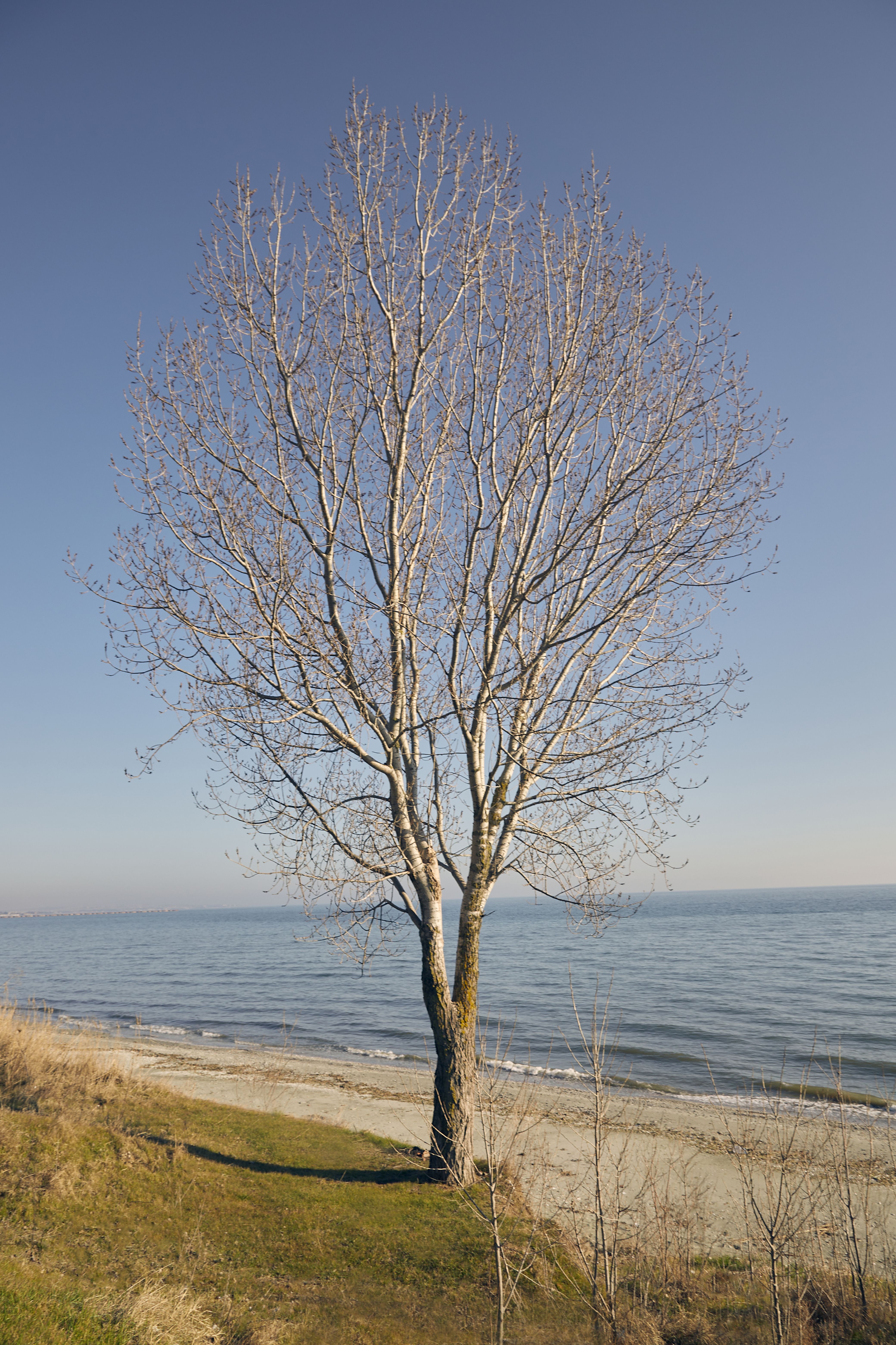 A single tree stands by the serene beach under a clear blue sky, evoking tranquility.