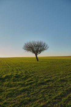 A lone tree stands resilient in an expansive green field under a clear blue sky.