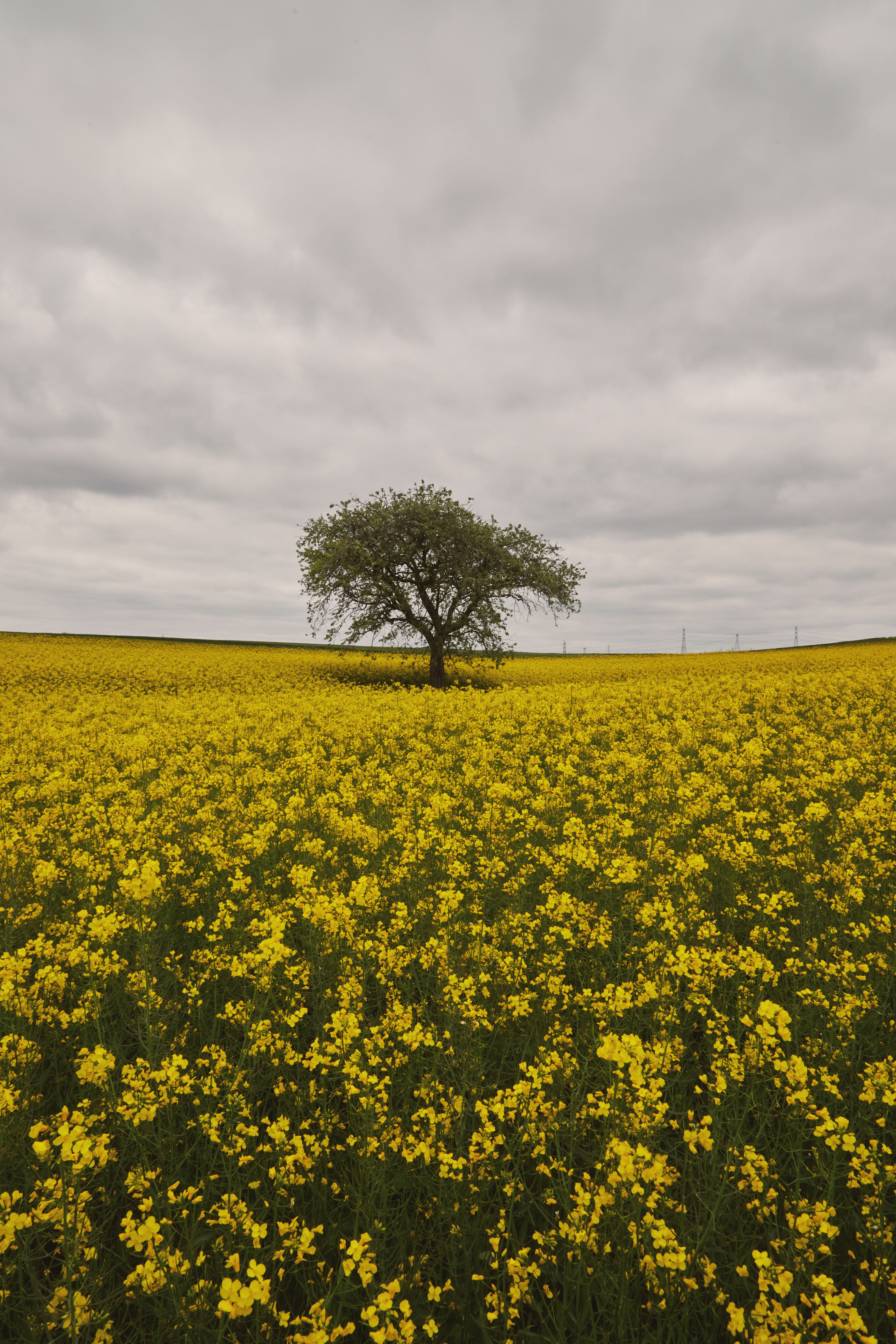 Solitary Tree in Vast Yellow Canola Field · Free Stock Photo