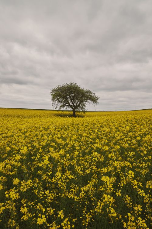 Solitary Tree in Vast Yellow Canola Field · Free Stock Photo