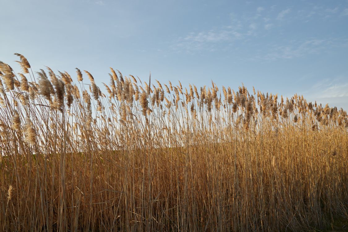 Landscape Field Reeds Golden Field of Reeds Under a Clear Sky · Free Stock Photo