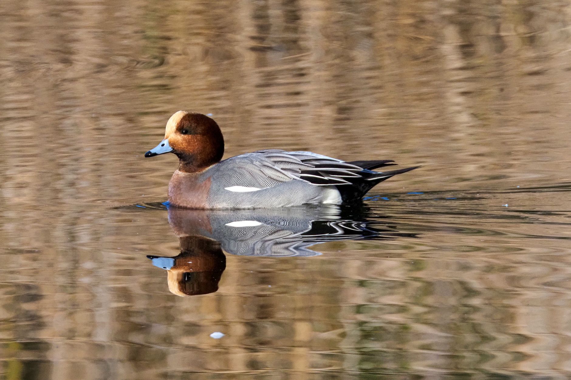 Wigeons' Wild Banquet: Fun, Food & Feathers! photo