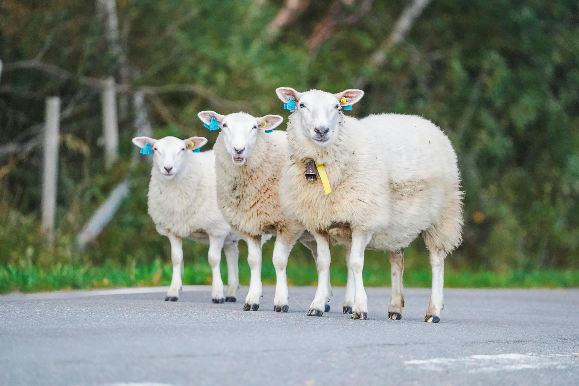 Three sheep with ear tags standing on a rural road with forest background.