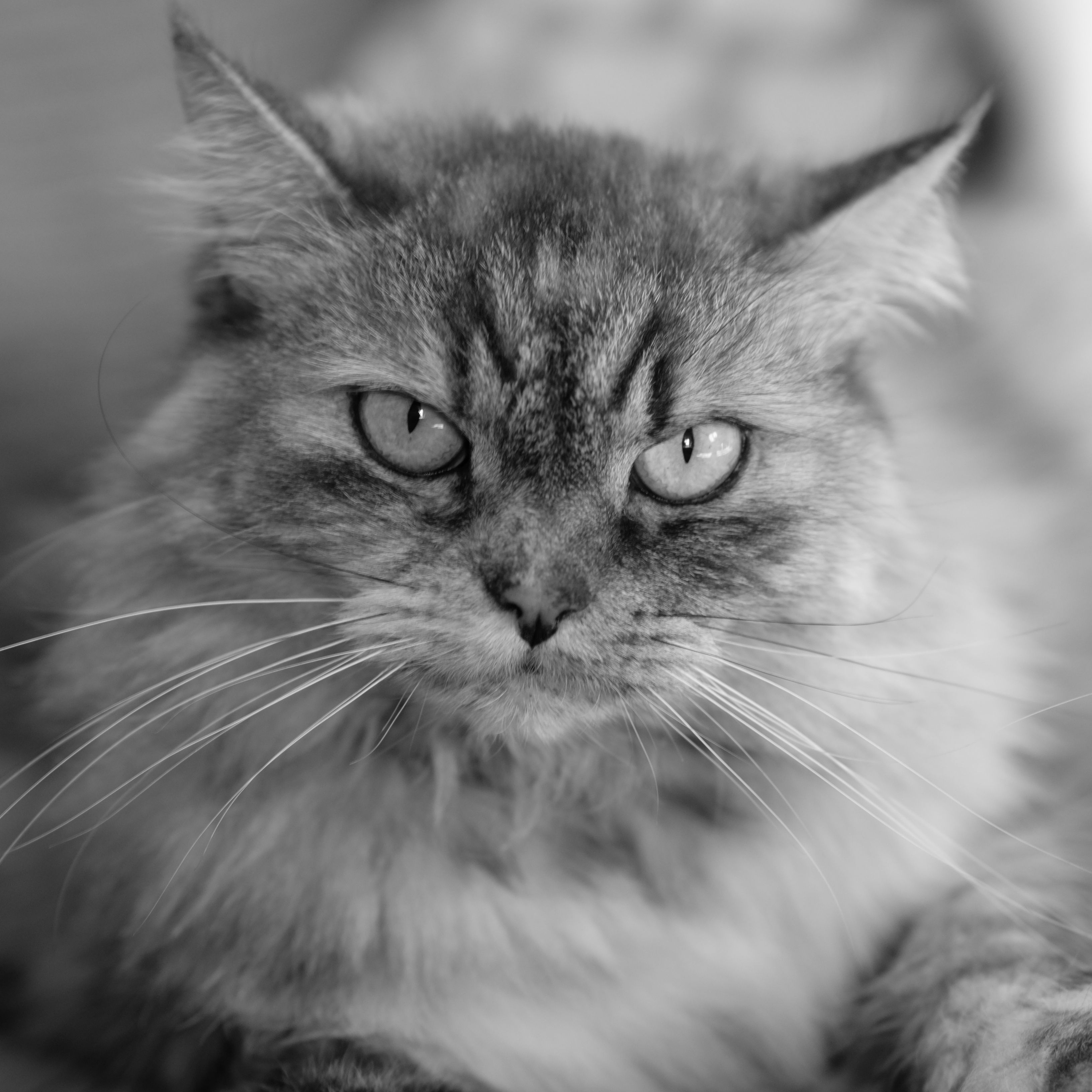 Close-Up Black and White Portrait of a Fluffy Cat · Free Stock Photo