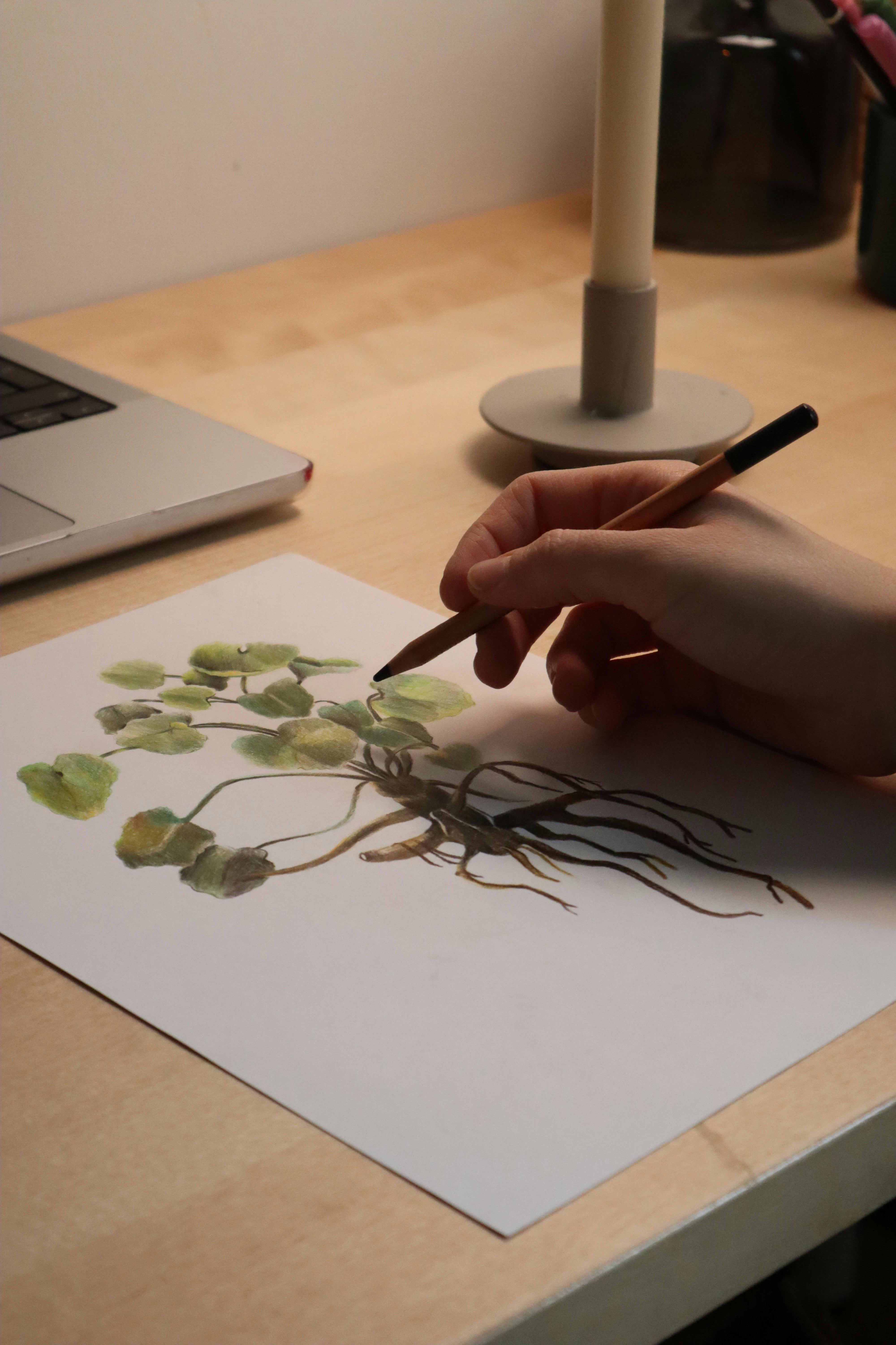 A person drawing a botanical illustration on paper with a pencil indoors. Artistic scene.
