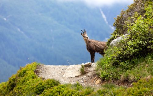Free Chamois standing on a trail in the Alps, Chamonix, France. Captured in spring. Stock Photo