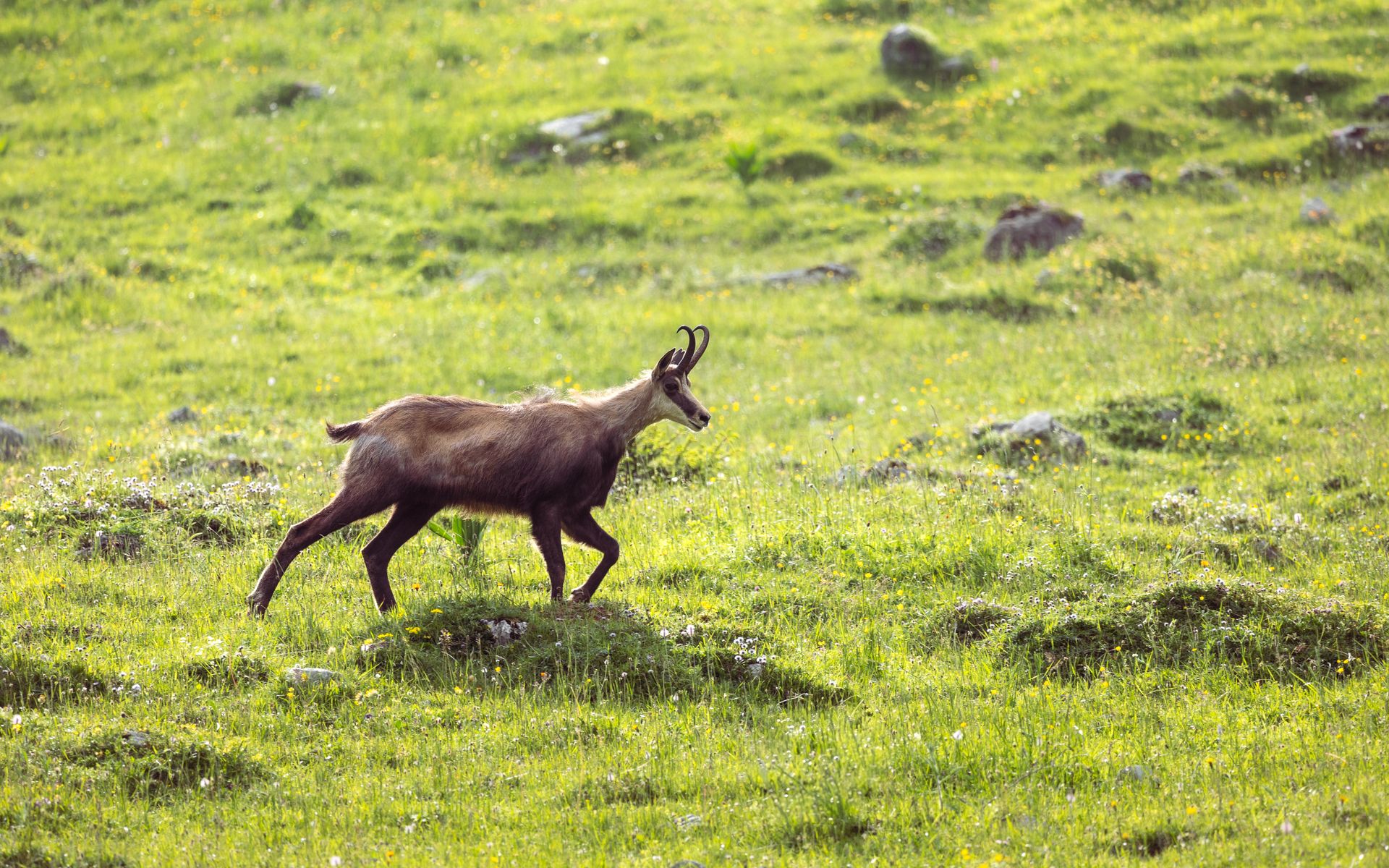 Chamois courant dans une prairie de montagne