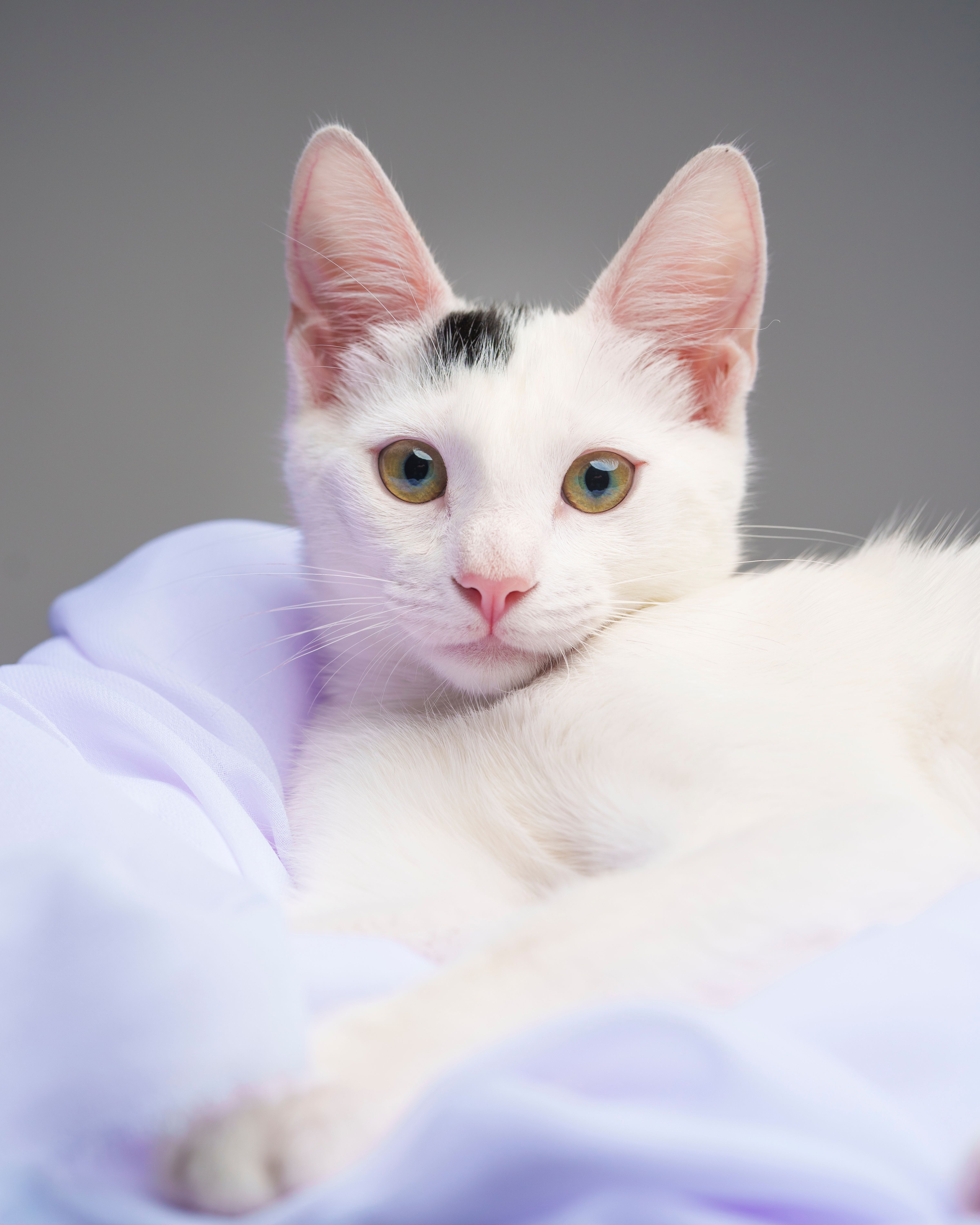Close-up Portrait of a White Cat with Green Eyes · Free Stock Photo