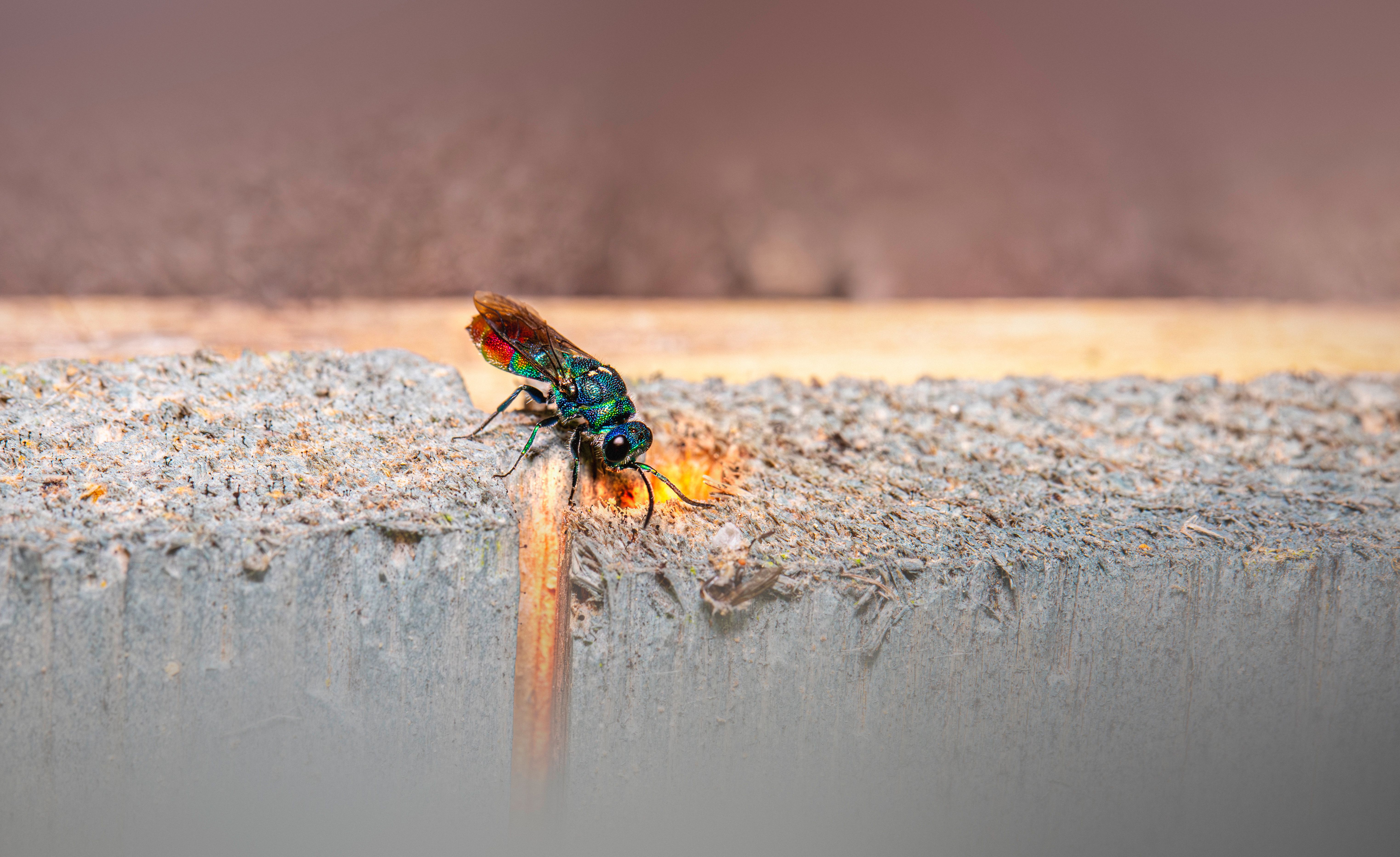 Close-up of a colorful cuckoo wasp (Chrysis ignita) on a piece of wood.