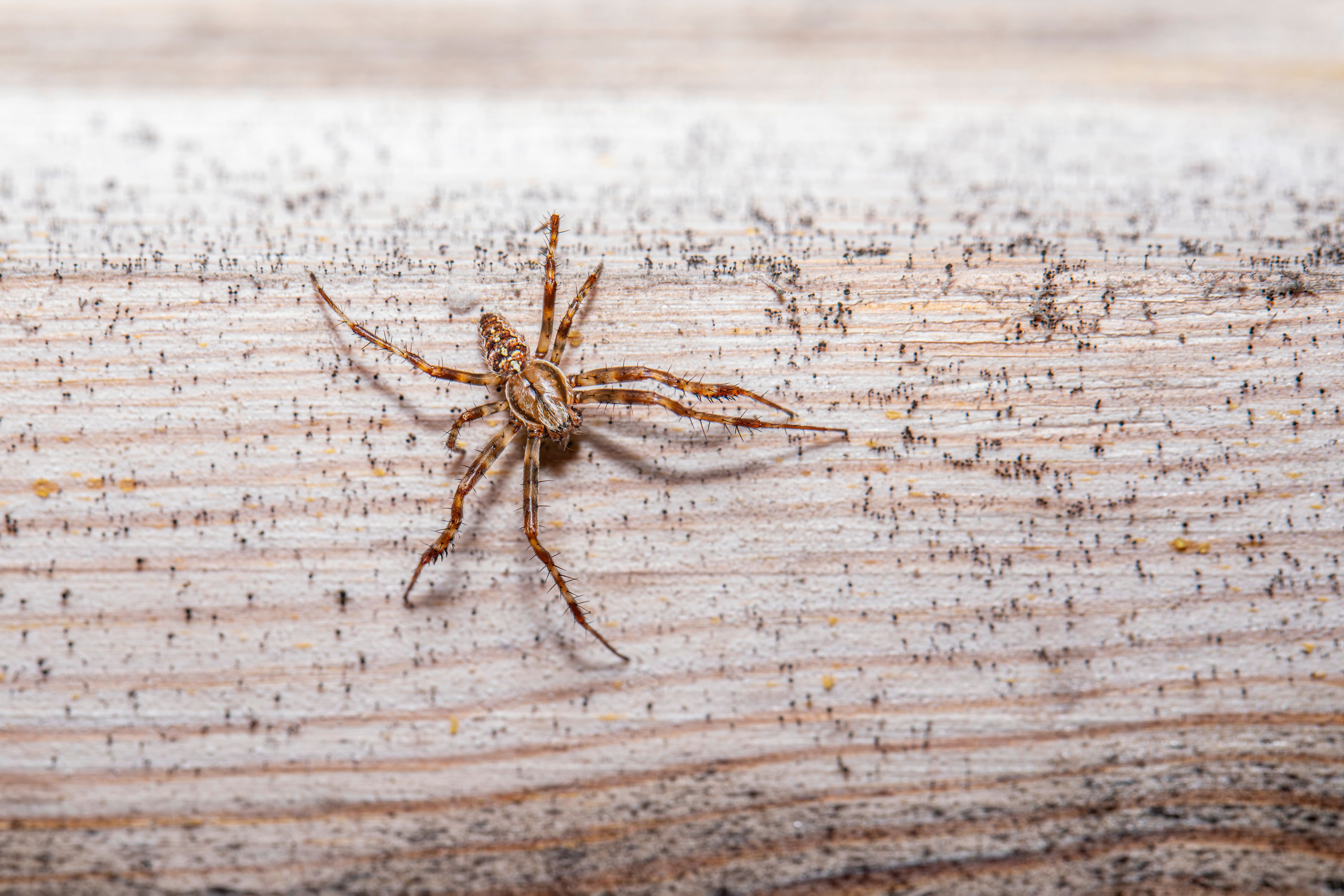 Detailed close-up of an araneus diadematus spider on a wooden surface.