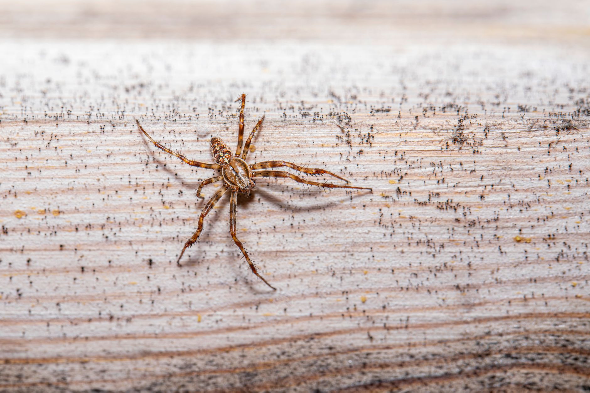 Detailed close-up of an araneus diadematus spider on a wooden surface.