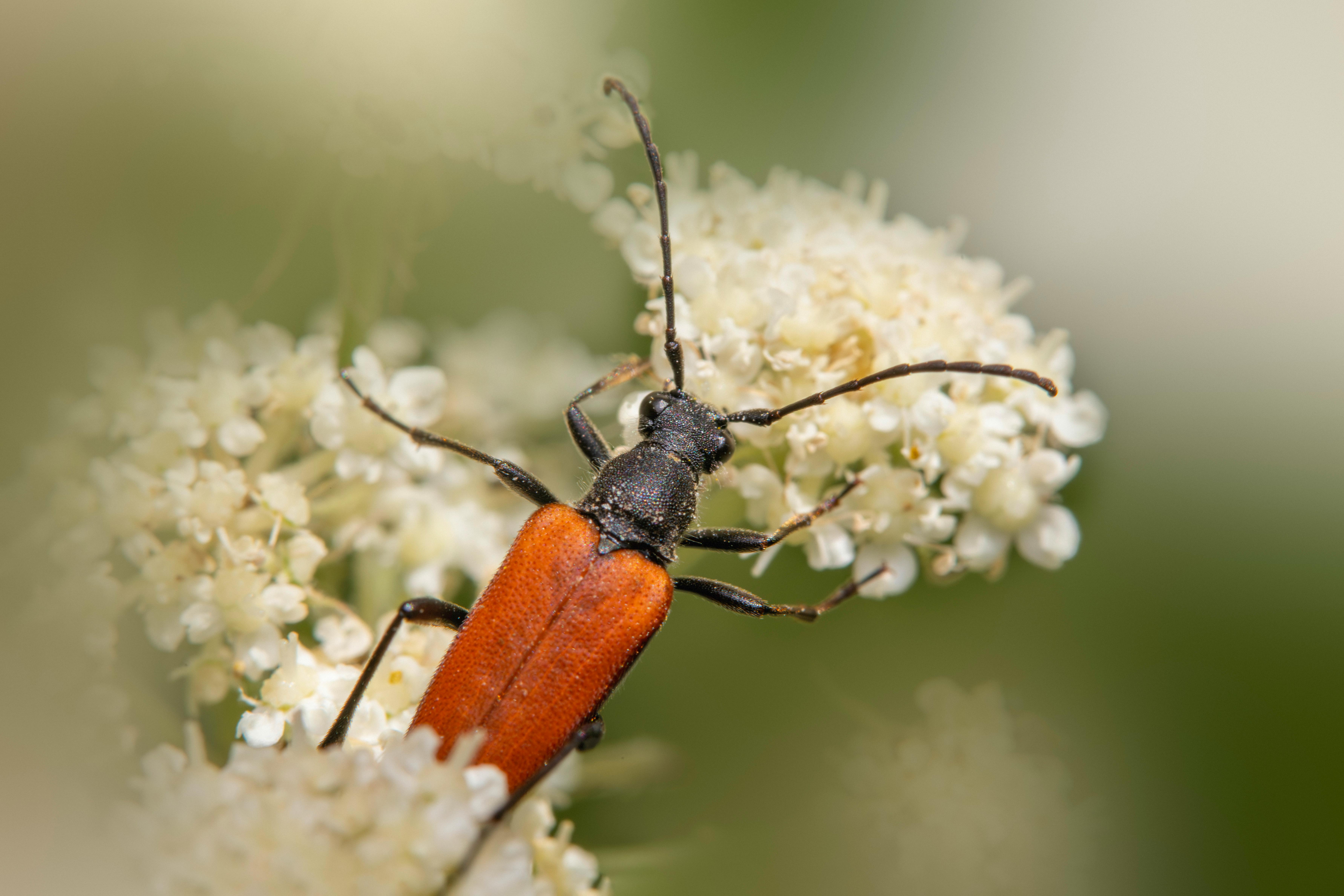Close-up of a red-brown longhorn beetle (Stictoleptura rubra) on white flowers in natural setting.